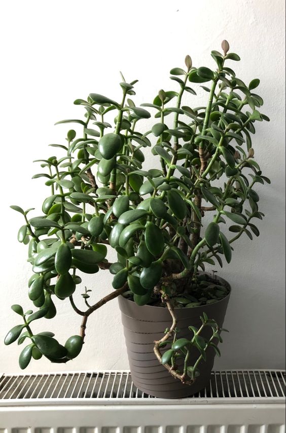 Crassula Ovata (Money Plant)