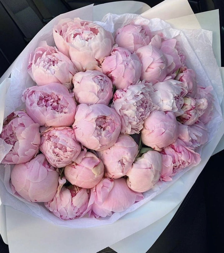 Peonies light pink Medium