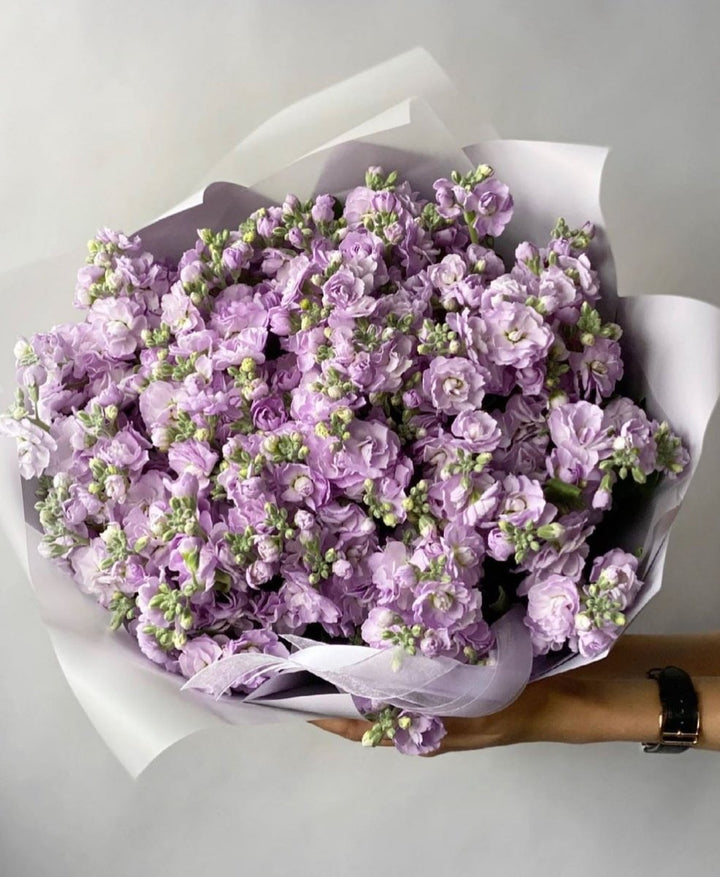 Bouquet of 50 purple mattiola