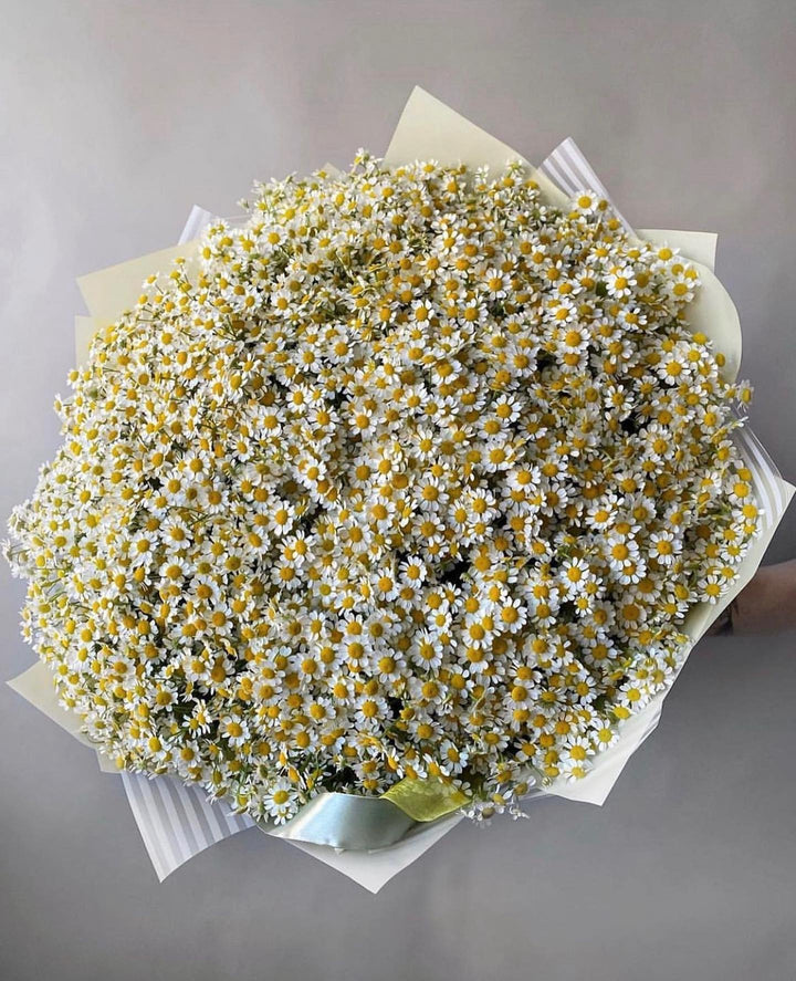 Bouquet of 49 daisies