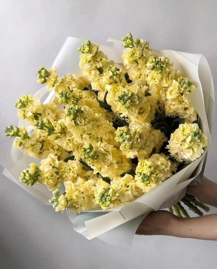 Bouquet of 19 yellow mattiolas