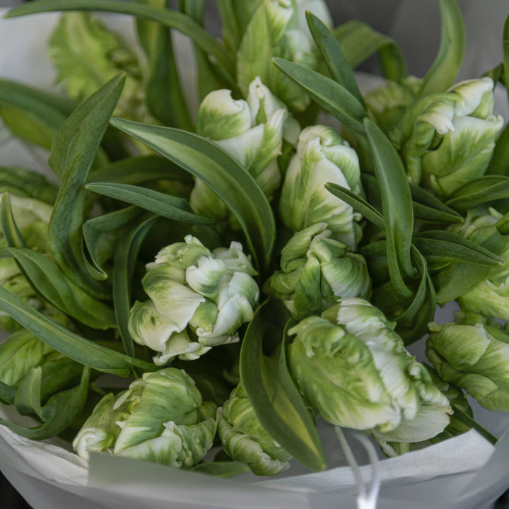 Bouquet 20 green parrot tulips