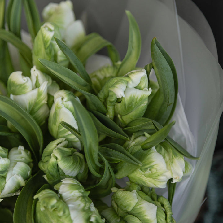 Bouquet 20 green parrot tulips