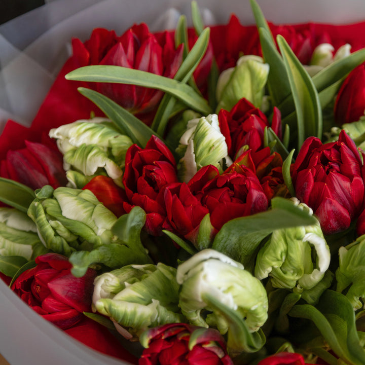Bouquet of 20 green and red luxury tulips