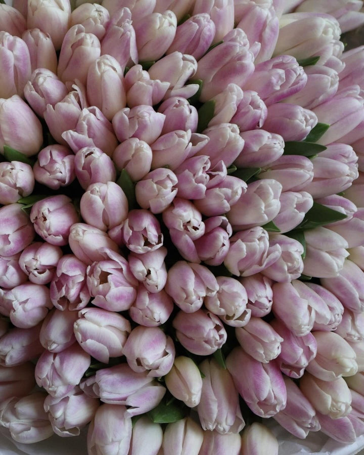 Bouquet of 151 delicate pink tulips