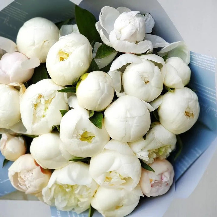 Bouquet of 10/15/30/50 white peonies